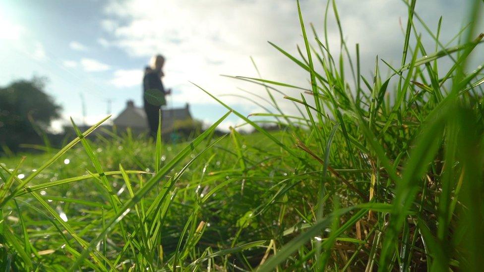 Blades of grass in a field