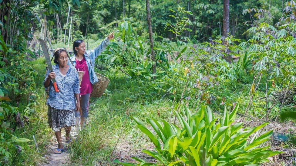 Liz Chicaje Churay and members of her community walk to harvest yuca