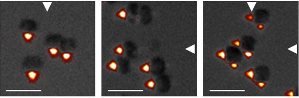 cells lit from different sides