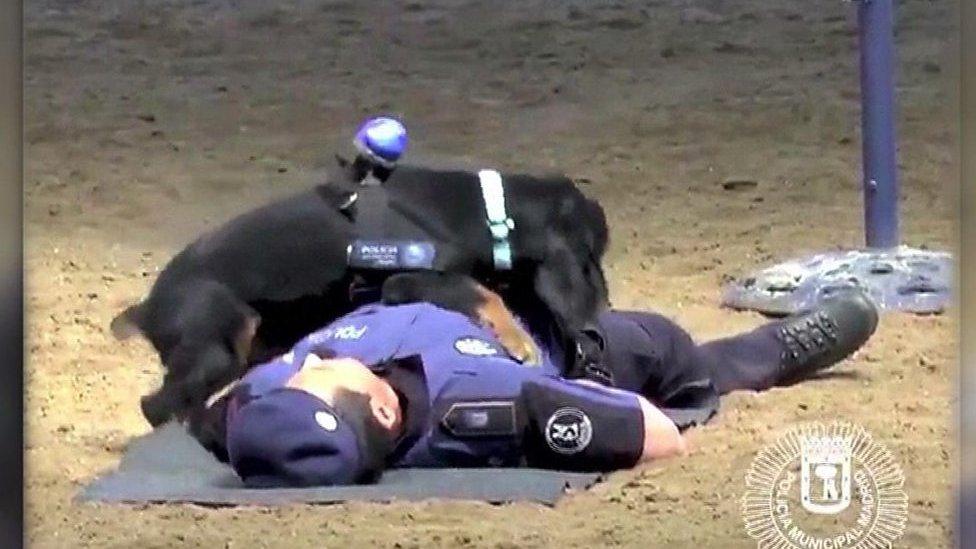 A police officer is lying on the ground with a dog on top of him.