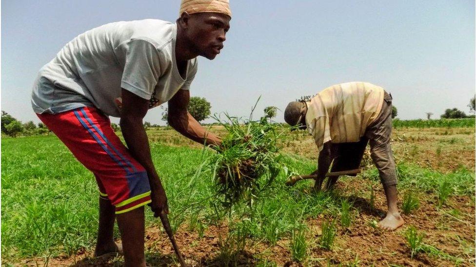 Nigerian rice farmers