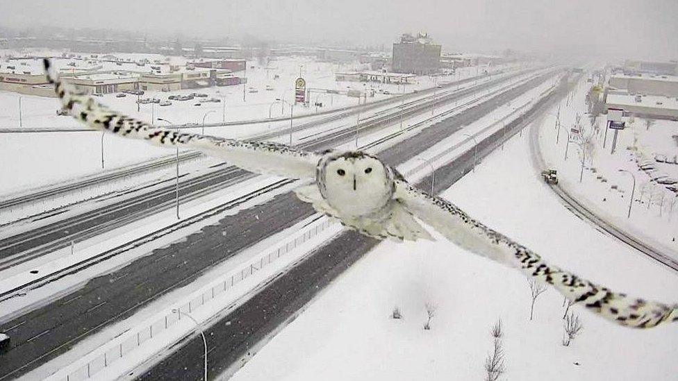 Snowy owl