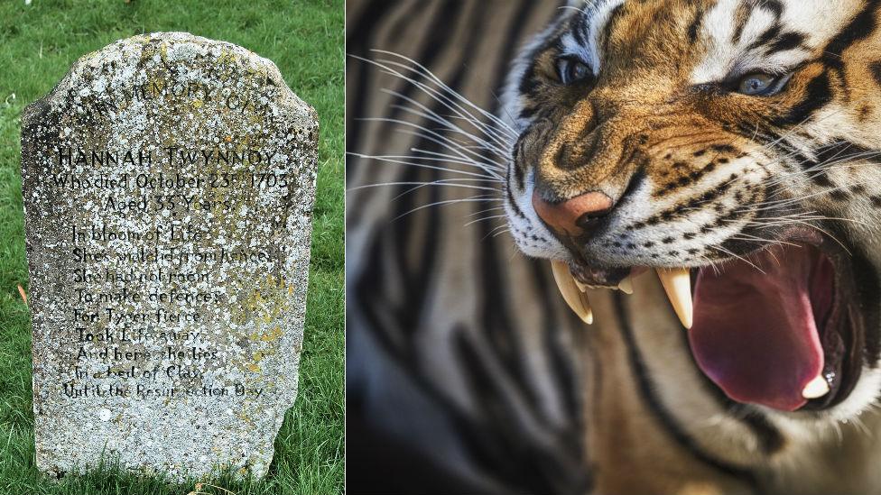 gravestone and tiger