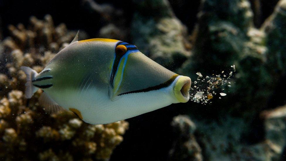 Picasso Triggerfish