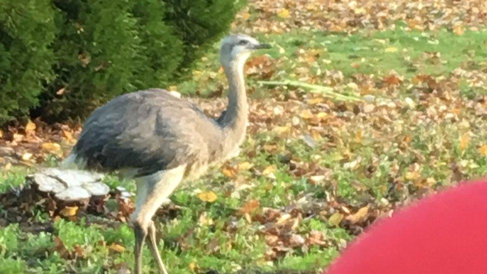 Linford the Rhea