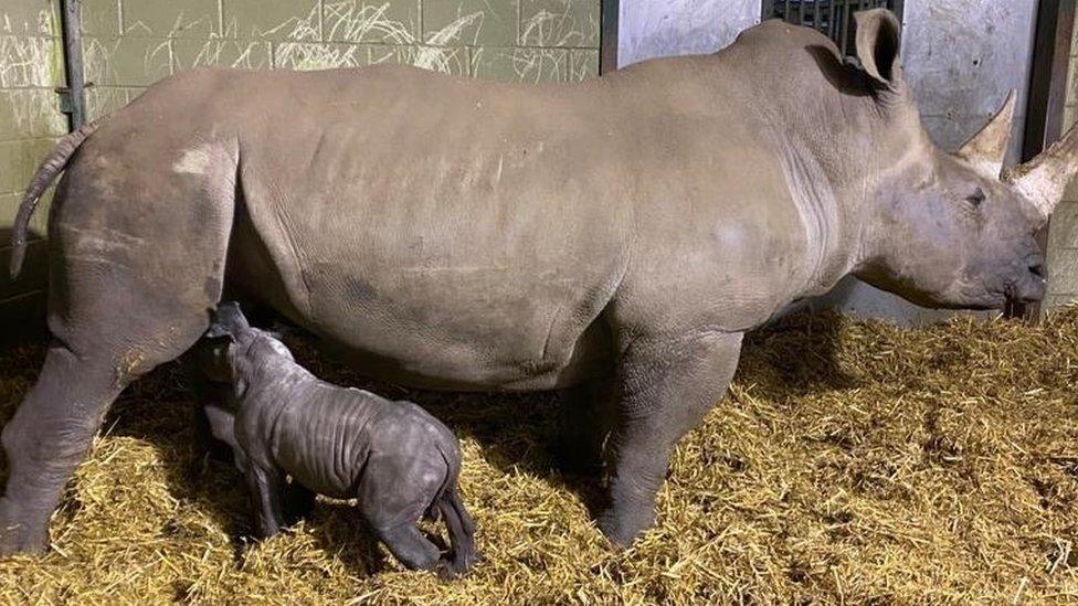 The white rhino calf with its mother