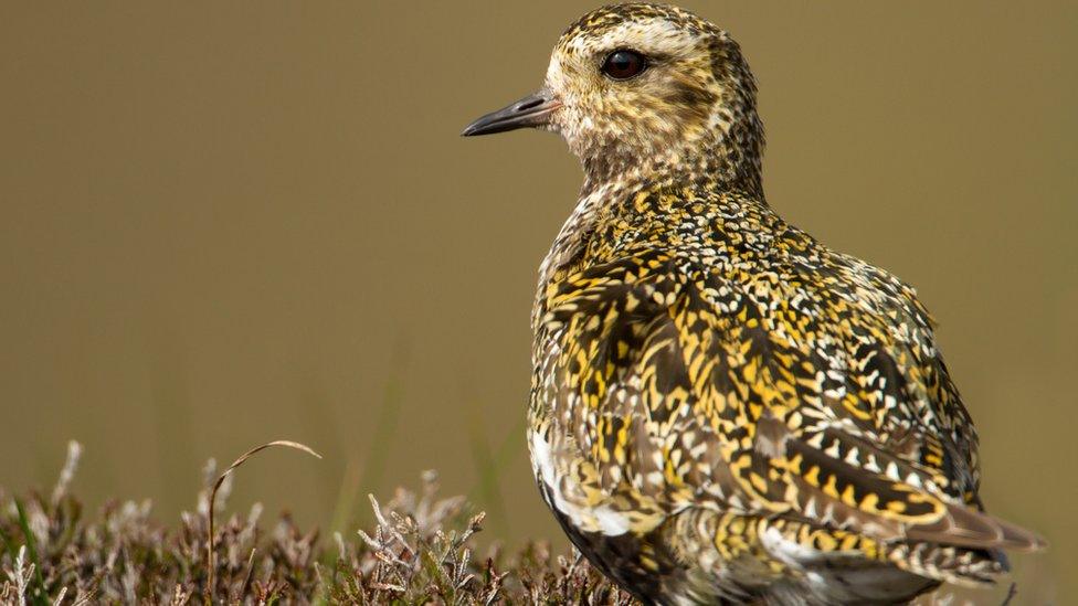 A golden plover