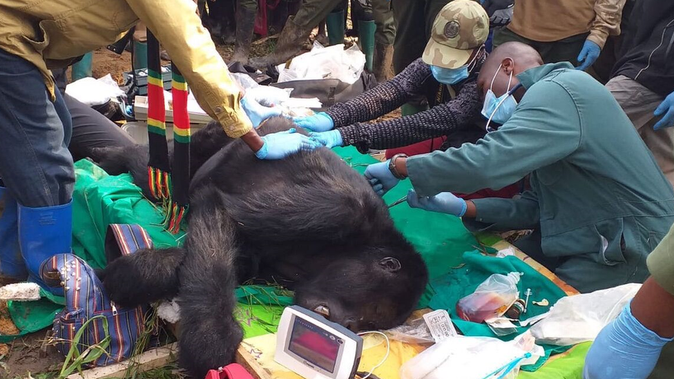 Injured gorilla, DRC