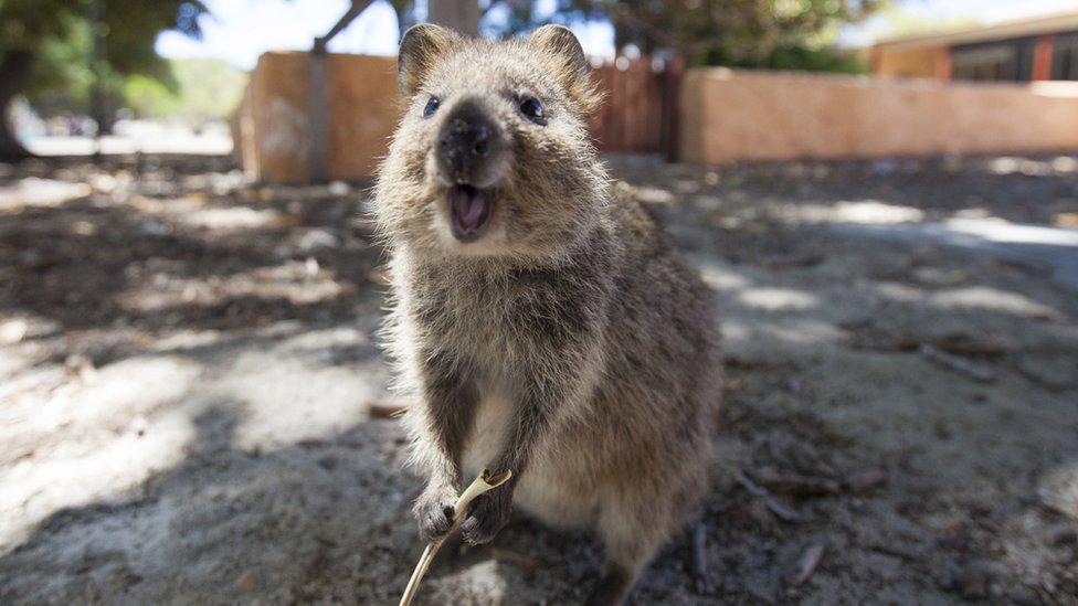 A smiling quokka