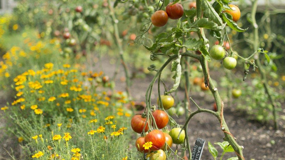 Marigolds and tomato plants