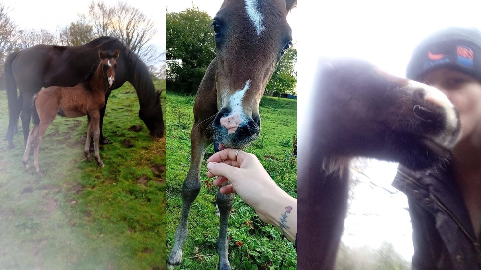 Three images of Natalie Morris' foal Chicco