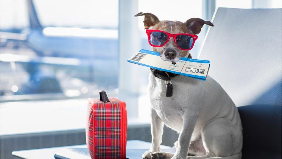 Dog with boarding pass and luggage at airport