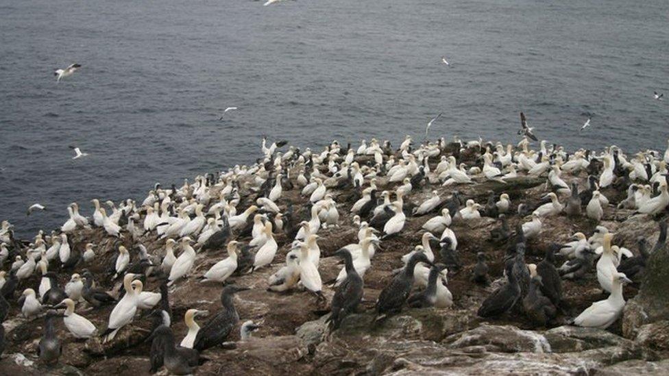 Sùlairean agus gugaichean ann a Sùlaisgeir