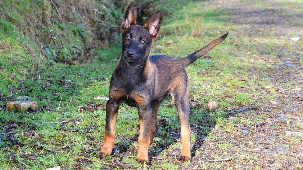 An anti-poaching dog