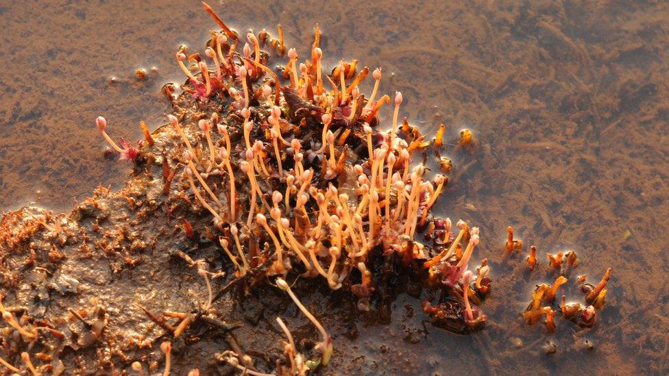 An aquatic herb found in a waterfall