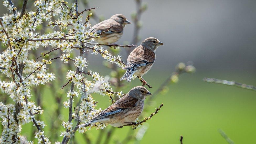 Linnets amongst the spring blossom at RSPB Otmoor