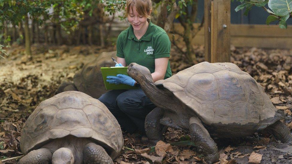 Two Giant Galapagos tortoises