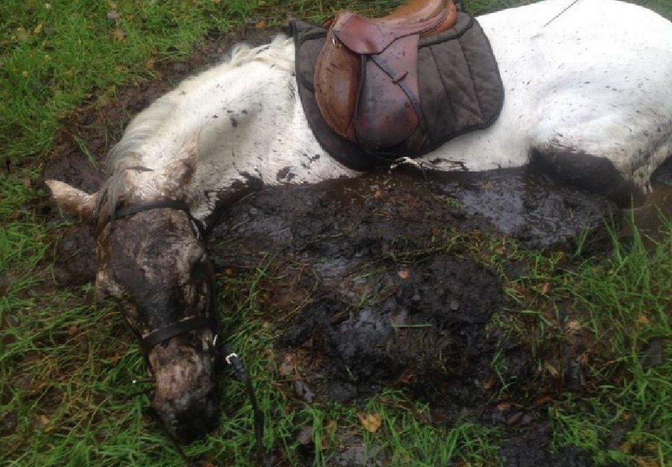 Horse stuck in peat bog