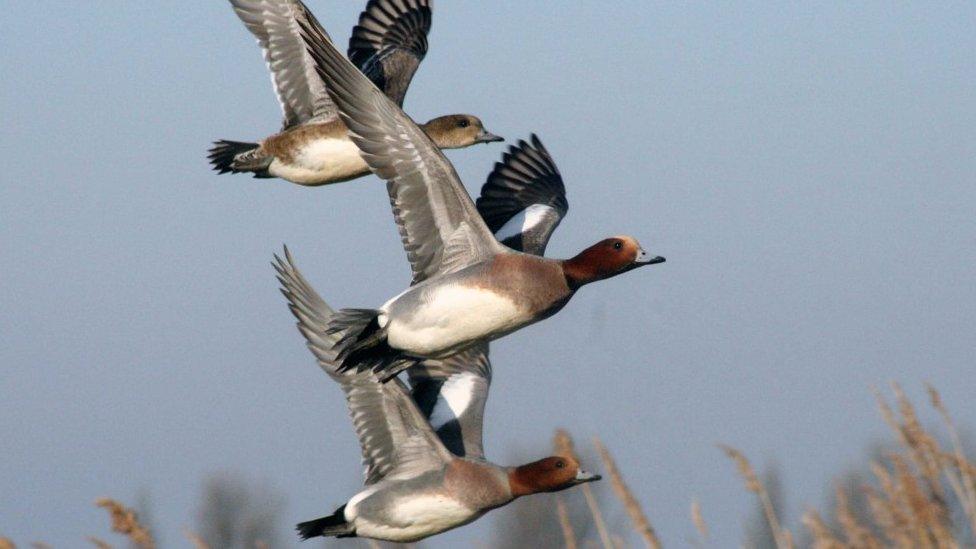 Three widgeon birds