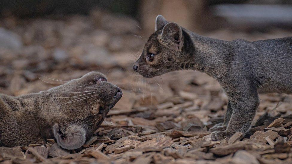 Fossa pups