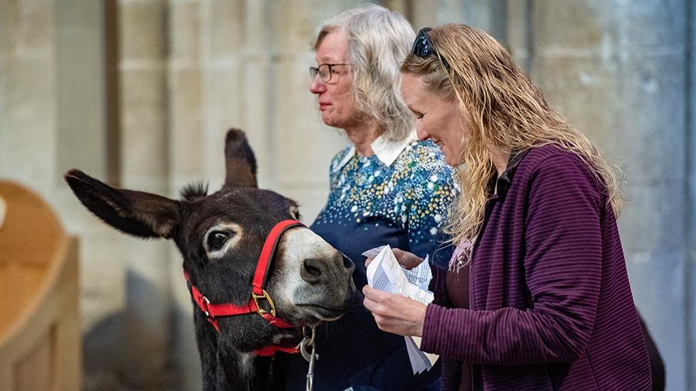 Marley the rescue Donkey at Ely Cathedral