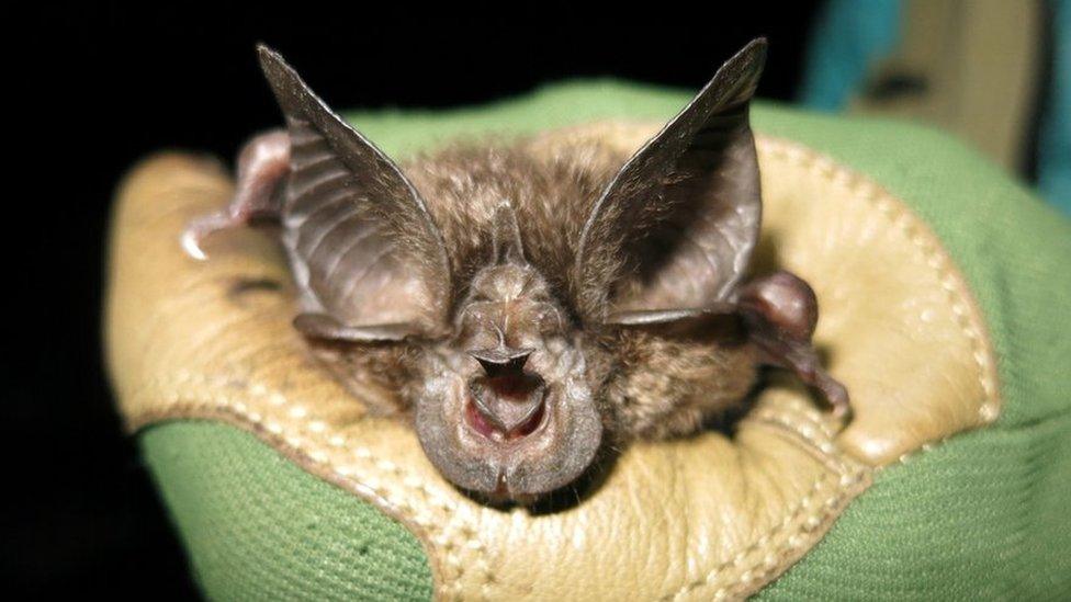 rwanda bat