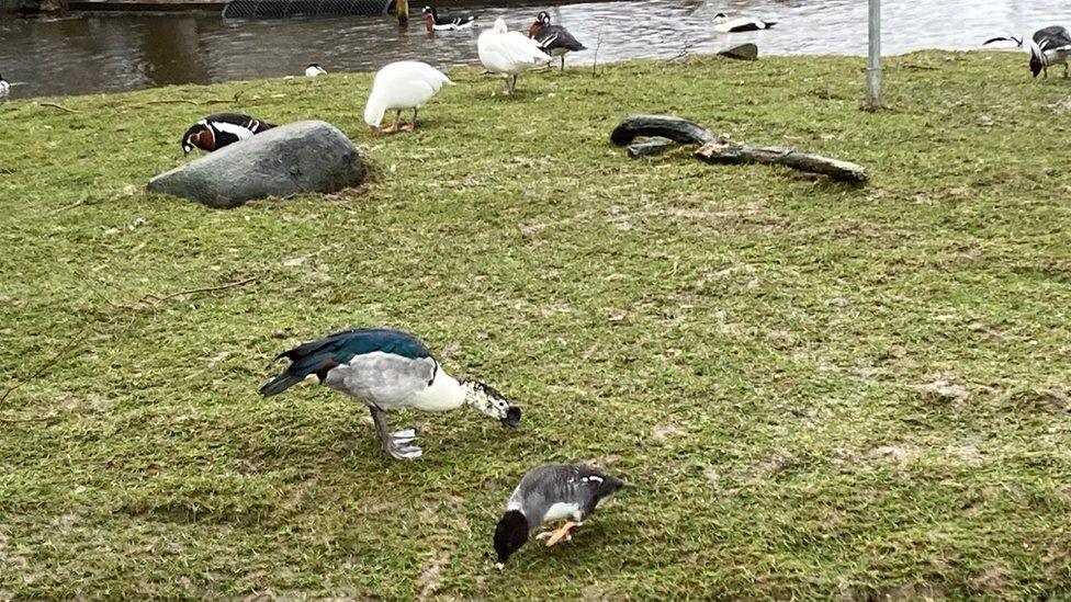 Castle Espie