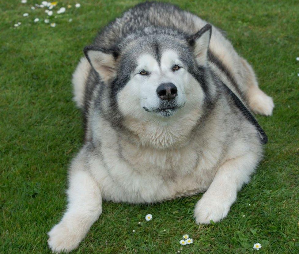 George, nicknamed "Georgie Porgie", weighs 70kg (11st)