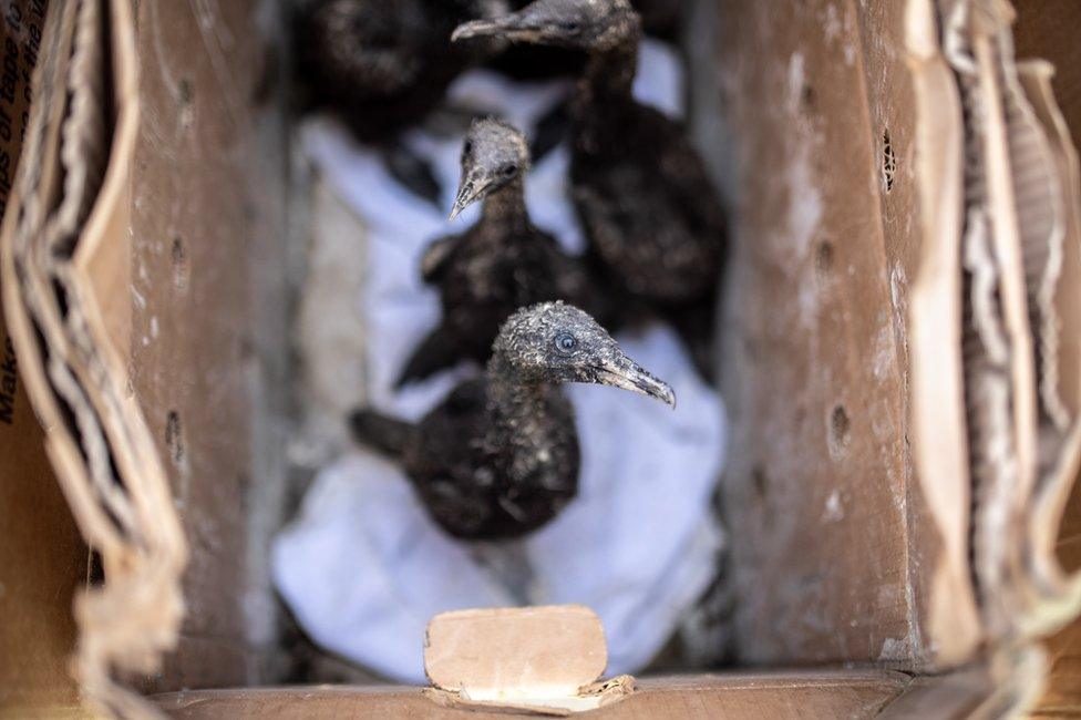 Cormorant chicks in a cardboard box