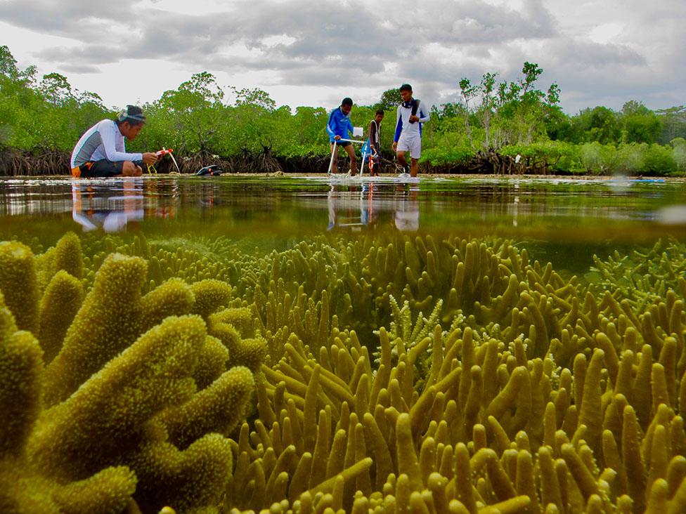 College students from North Sulawesi undertake a zonation exercise in Indonesia