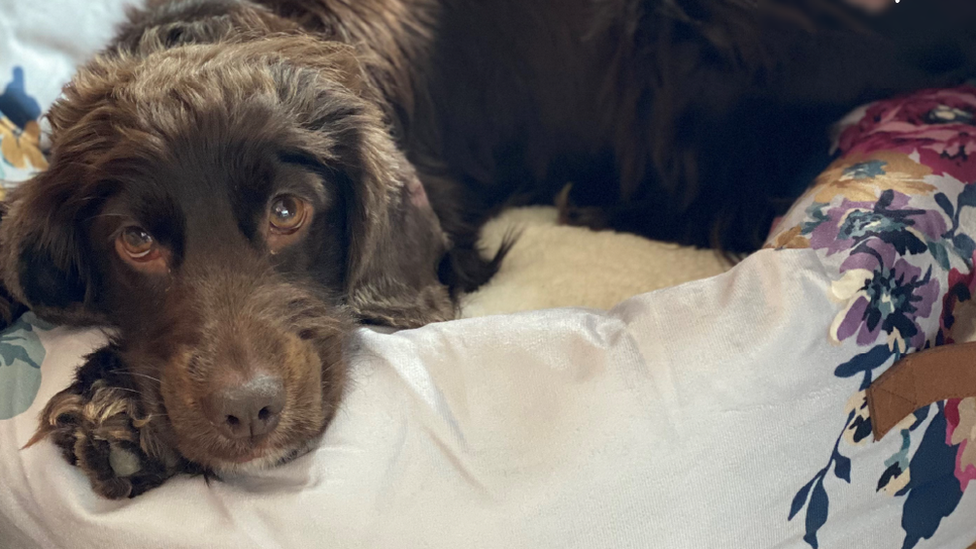 Willow, a two-year-old cocker spaniel