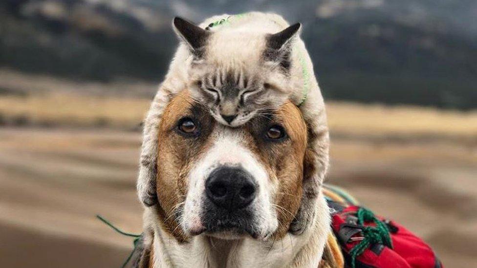 Baloo lies with arms spread either side of dog's face, looking extremely relaxed