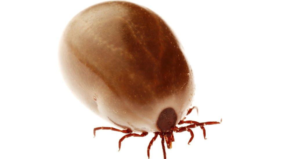 Swollen tick