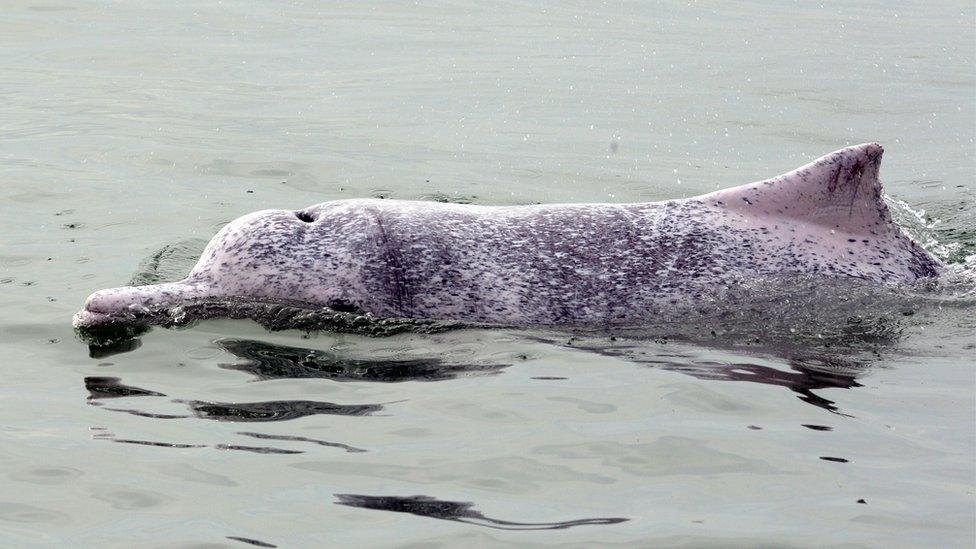 This photo taken on March 17, 2012 shows a Chinese white dolphin swimming in waters off the coast of Hong Kong.