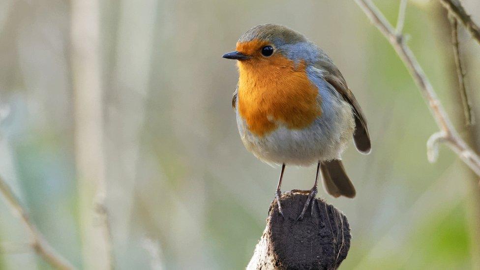 robin-bird.