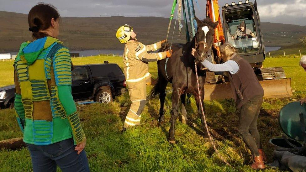 Horse rescue