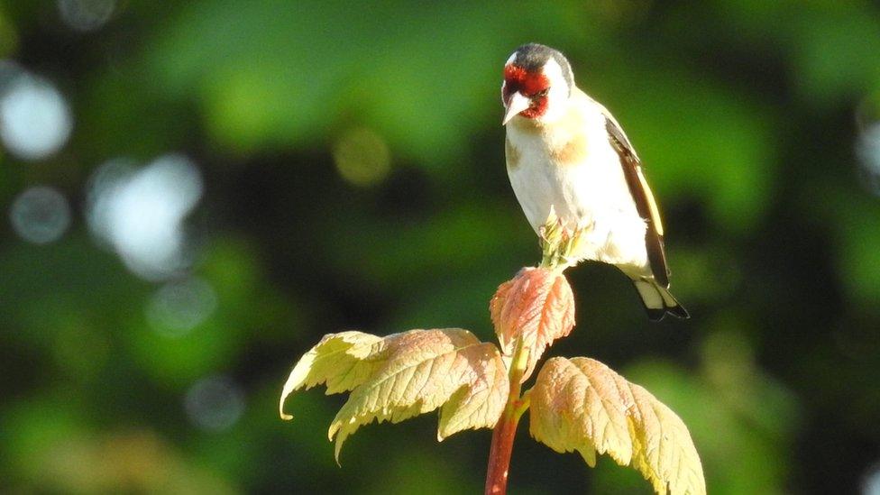 Goldfinch on a sycamore