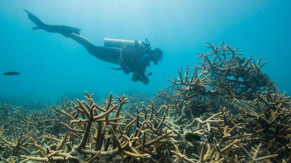 Diver in the ocean