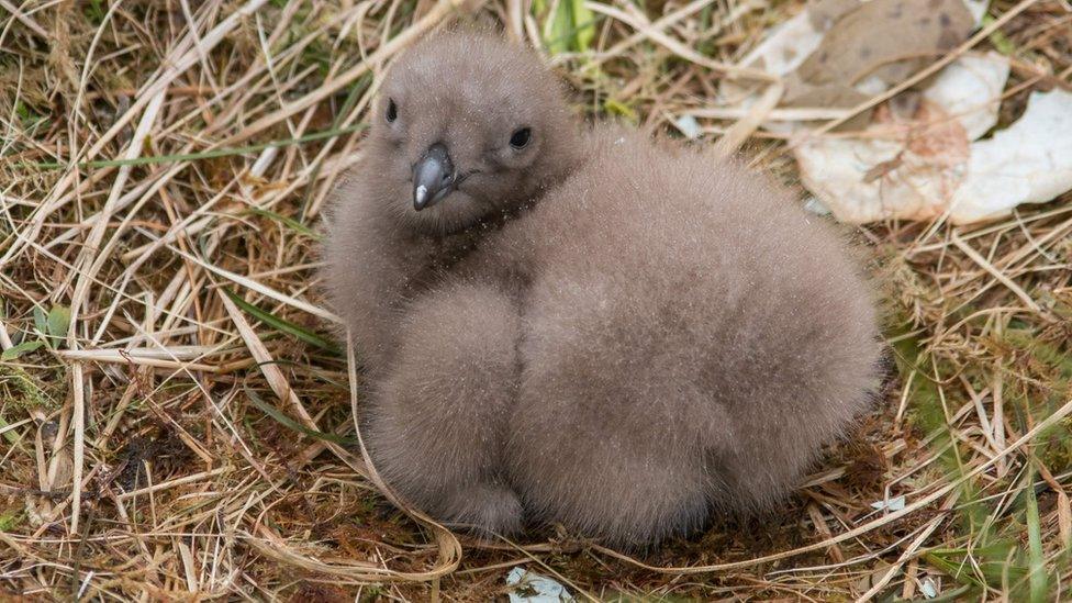 Guillemot chick