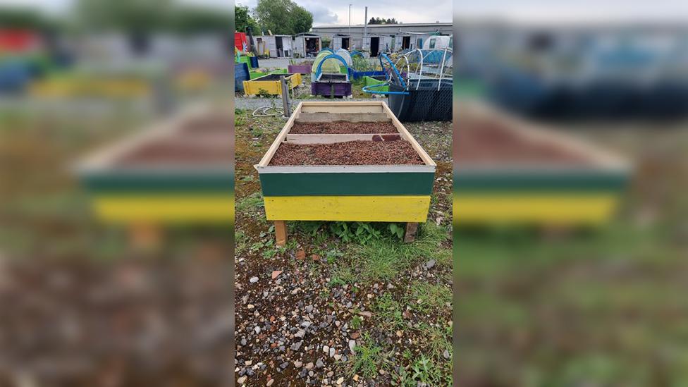 Rooted in Hull have sown wildflower seed in a container