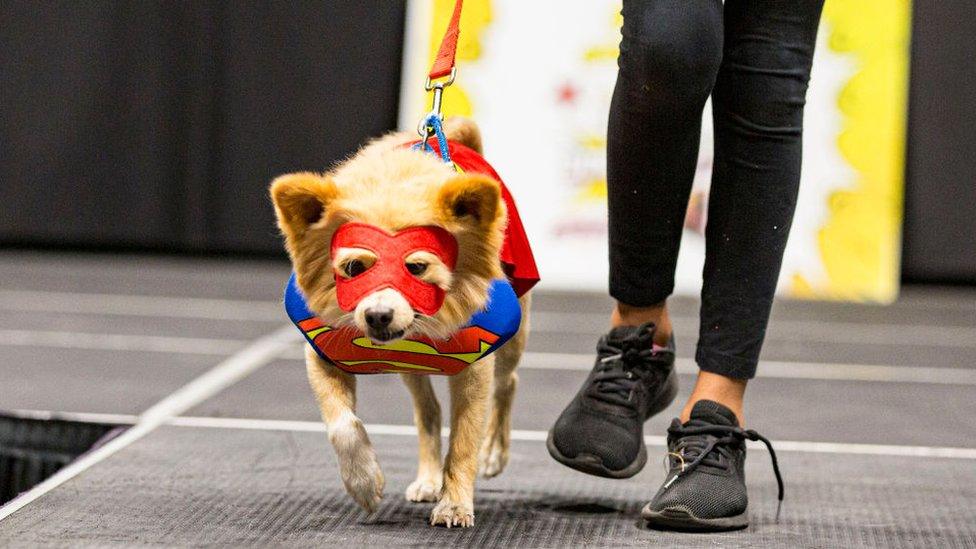 Dog-dressed-as-superman.