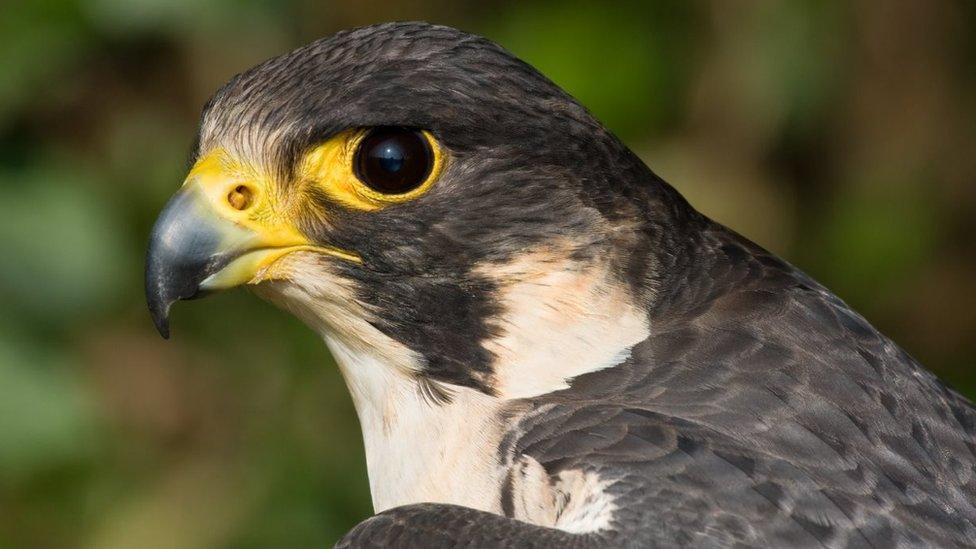 Peregrine falcon