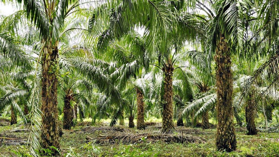 Oil palms