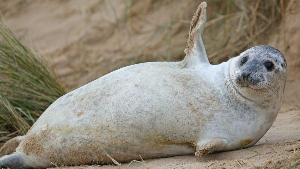 Grey seal at Blakeney Point