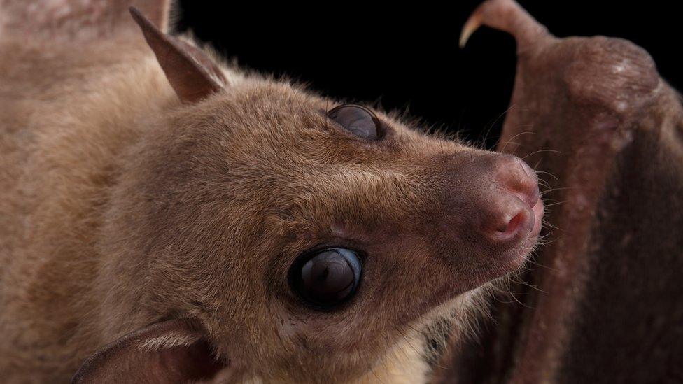 fruit-bat