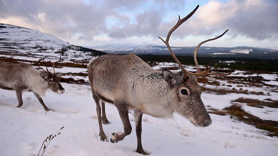 reindeer.