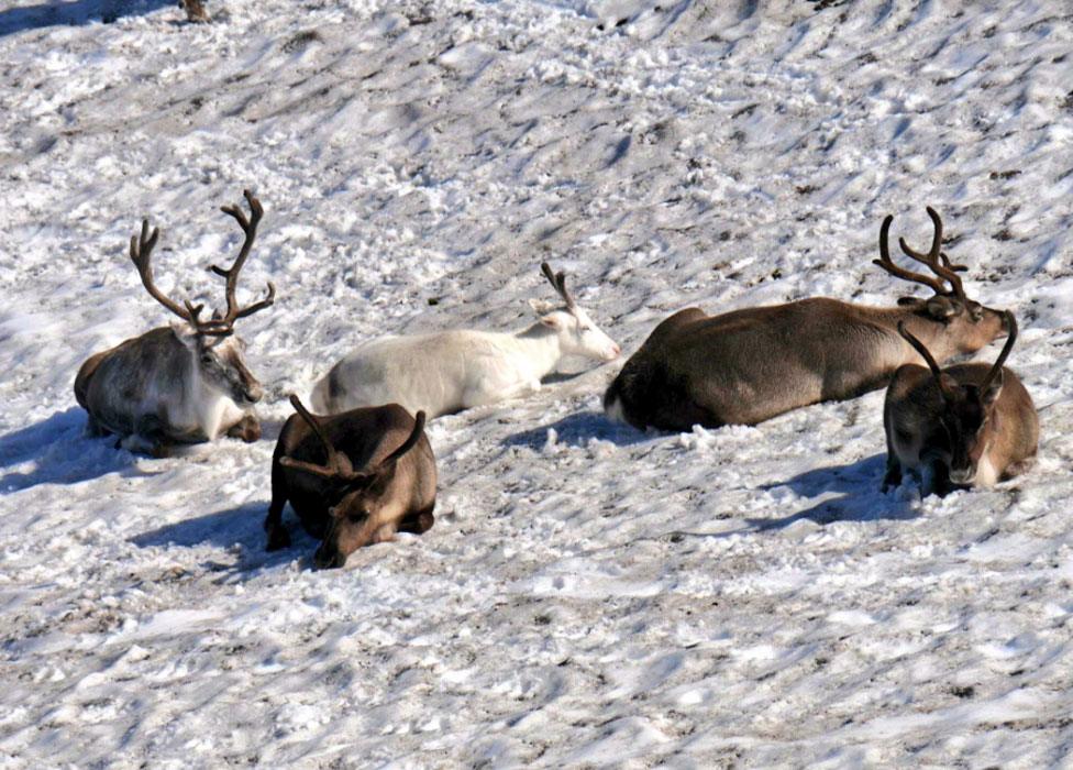 Reindeer on snow patch in Cairngorms