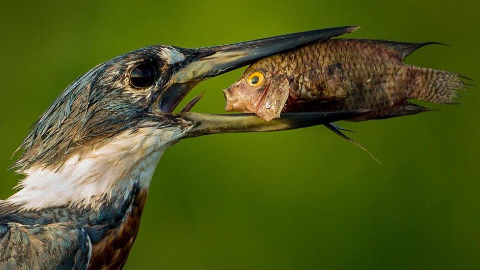 fisher-bird-with-fish