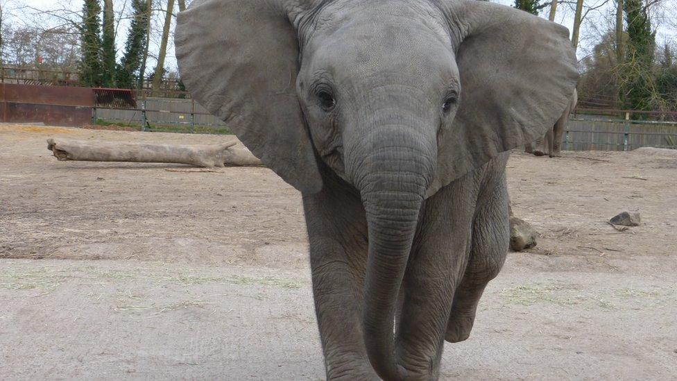 Young elephant.