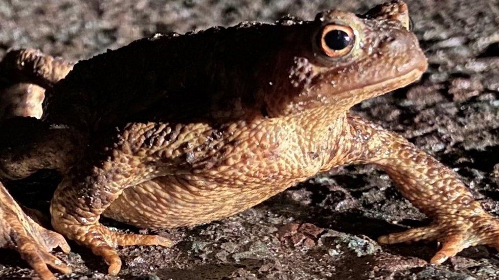 Close-up of a toad on the road